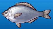 Sea chub