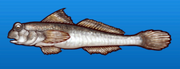 Shuttles hoppfish
