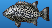 Spotted parrotfish