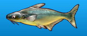 Iridescent shark