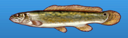 Bowfin