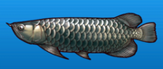 Silver arowana