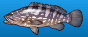 Longtooth grouper