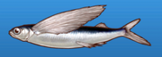 Flying fish