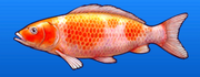 Fancy carp