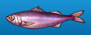 Rubyfish