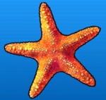 Starfish