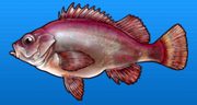 Stingfish
