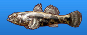 Sleeper goby