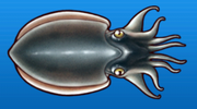 Cuttlefish