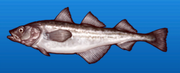 Alaska pollock