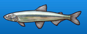 Sharpbelly