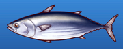Bonito