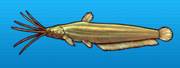 Stinging catfish