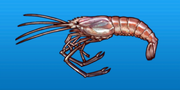 River prawn
