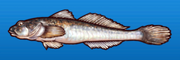 Javeline goby