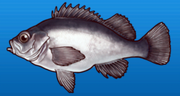 Rockfish