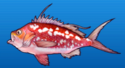 Cherry anthias