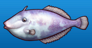 Triggerfish