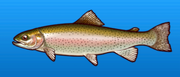 Rainbow trout