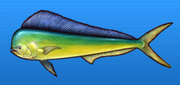 Dolphinfish