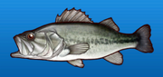 Bass
