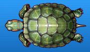 Red-eared slider