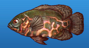 Red oscar