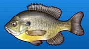 Blue gill