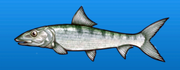 Bonefish