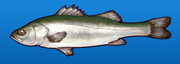 Sea bass