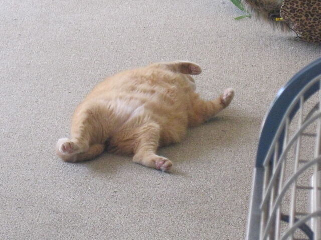 File:Honey-Asleep-XD-honey-the-fat-cat-17834830-2560-1920.jpg