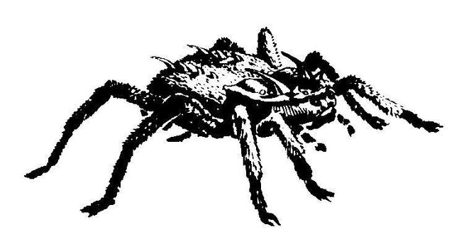 File:Attercop.jpg