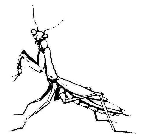 File:Manta.jpg