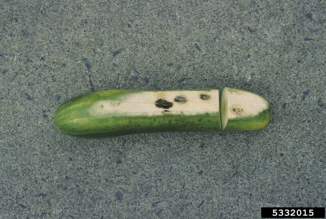 File:Cucumber Sun Scald.jpg