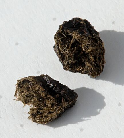 File:Rabbit Droppings Manure.jpg