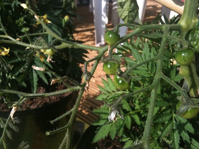 File:Greenback Gardeners Delight Tomato.jpg