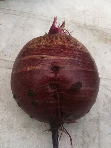 File:Beetroot Boltardy Common Scab.jpg