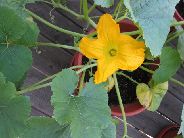 File:Spaghetti Squash Male Flower.jpg
