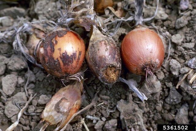 File:Onion Fusarium Damping Off.jpg