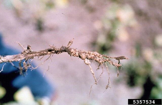 File:Bean Root-Knot Nematode.jpg