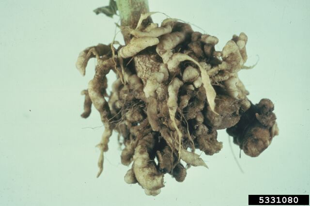 File:Broccoli Club Root.jpg