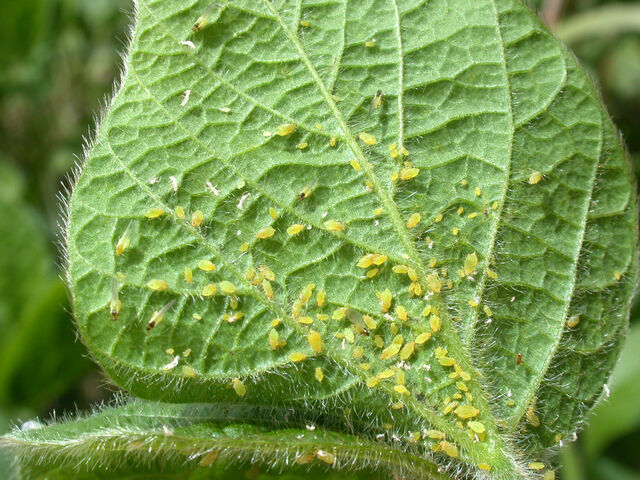 File:Aphids.jpeg