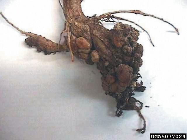 File:Cabbage Club Root.jpg