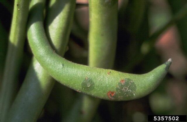 File:French Bean Halo Blight.jpg