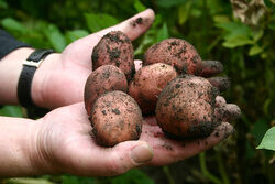 King Edward Potato