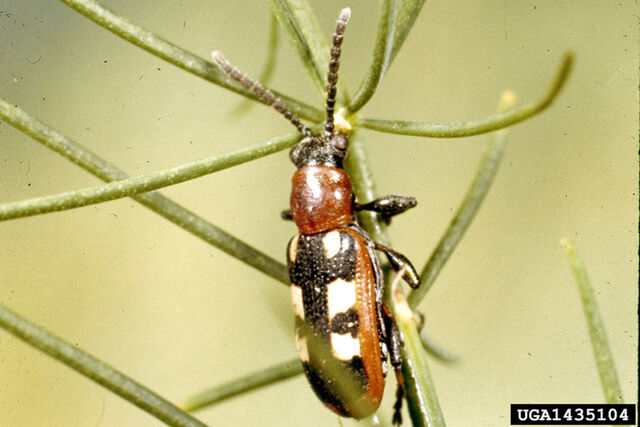 File:Asparagus Beetle.jpg