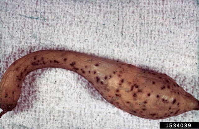 File:Squash Cucurbit Scab Cladosporium cucumerinum.jpg