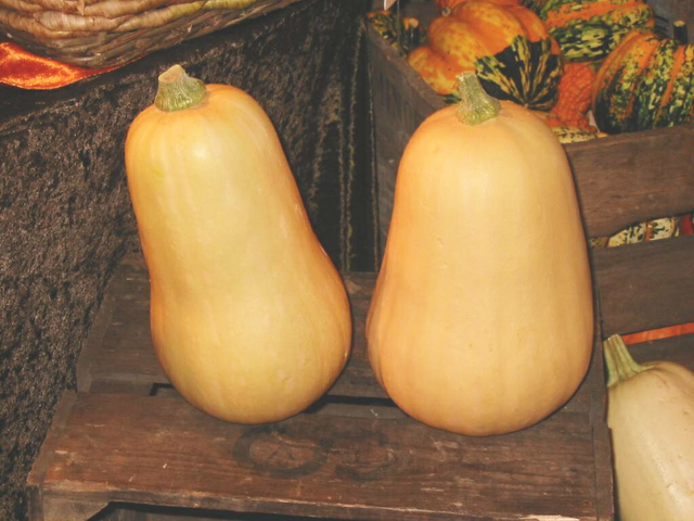 File:Squash Butternut Squash.png