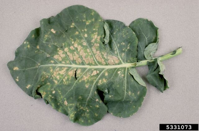 File:Broccoli Downy Mildew.jpg